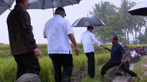 Hujan Sambut Presiden Jokowi Turun Ke Sawah Tinjau Program Padat Karya Tunai Di Tanah Datar Sumatra Barat