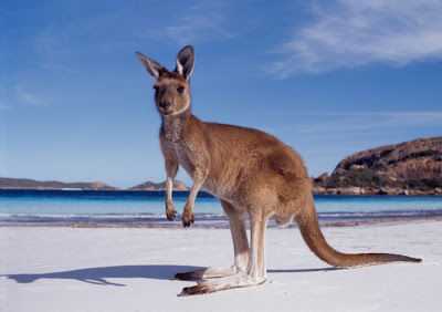 kangaroo