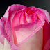 Princesse-de-Monaco Rose