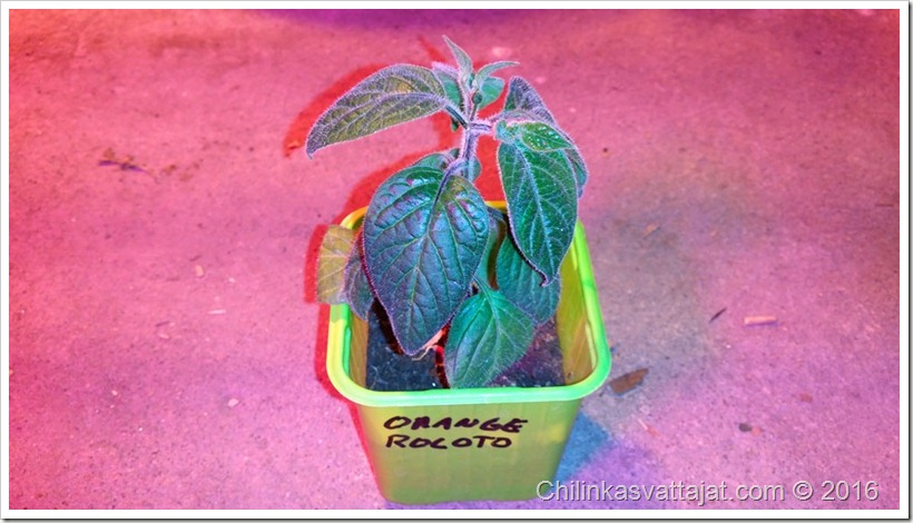 orange_rocoto