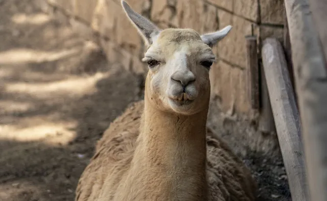 Why UN has declared 2024 the International Year Of Camelids