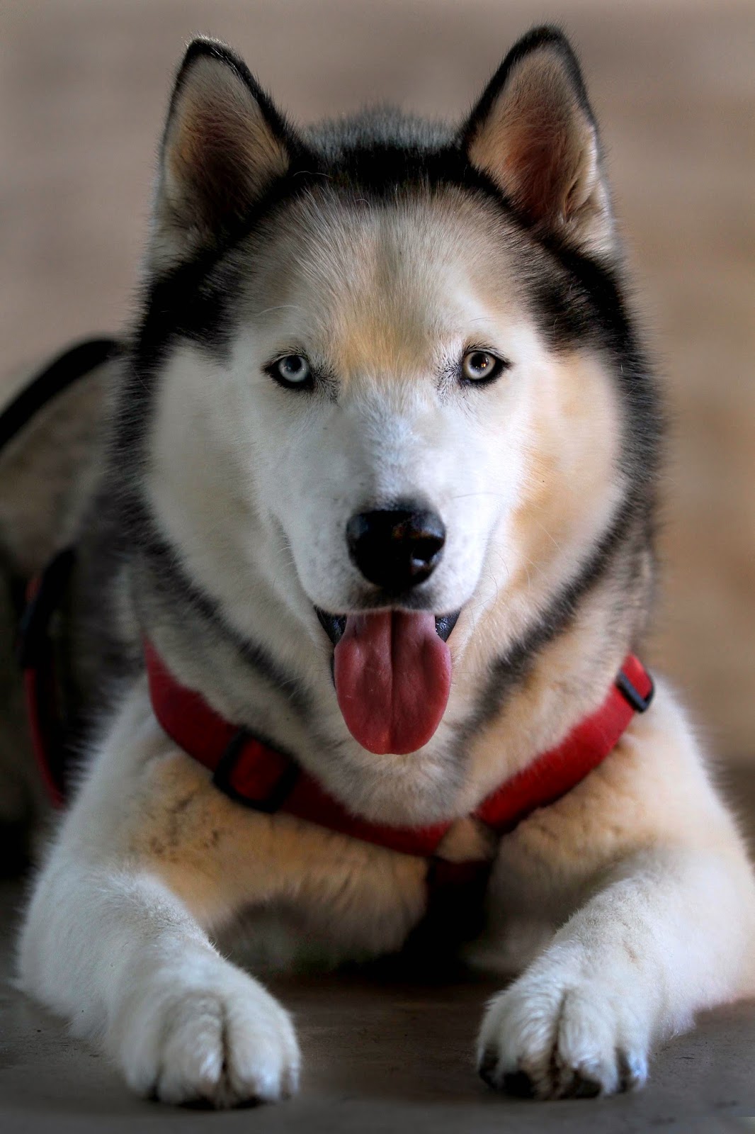 Les Chiens Les Plus Dangereux Au Monde