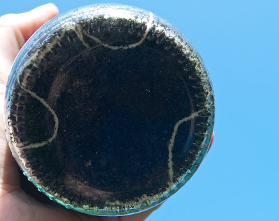 roots of pea plant in a jar