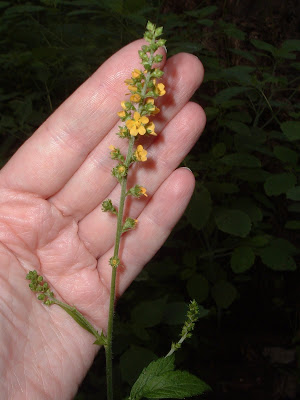 [Photo: flower spike of some kind of Agrimonia.]