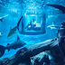 Renting a Room in a Shark Aquarium!