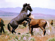 Fotos e imagens de cavalos