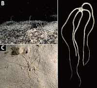 [Invertebrate • 2019] Ophiopsila xmasilluminans • Brittle Stars from A Submarine Cave of Christmas Island, northwestern Australia, with Description of A New Bioluminescent Species (Echinodermata: Ophiuroidea) and Notes on Its Behaviour