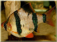 Tiger Barb Fish Pictures