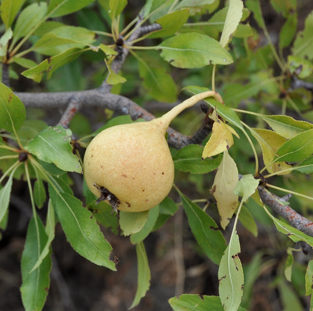 Груша сирийская (Pyrus syriaca)