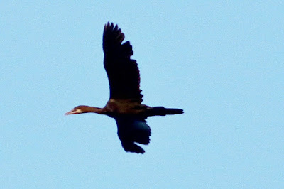 "Great Cormorant - Phalacrocorax carbo, flying over head."