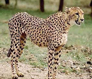 cheetah big cat