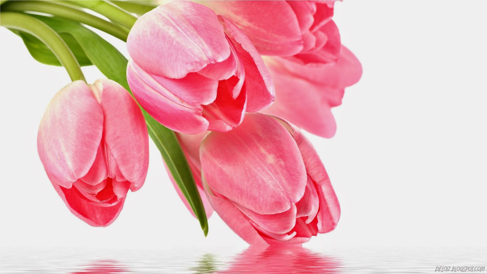 FREE WALLPAPER Wallpaper Bunga Tulip Pink