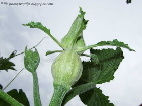 Female Pumpkin Bud