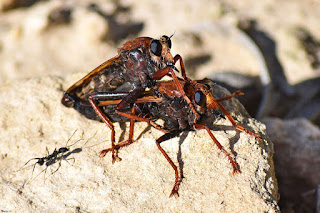 mosca-cazadora-asilus-barbarus-copula-