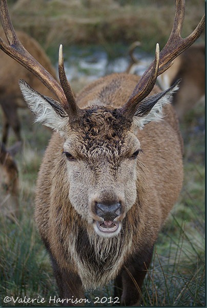 24-red-deer