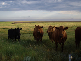 Climbing My Family Tree: Gove County Kansas by Chris Hartman