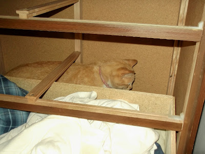 Sassy in the dresser cabinet