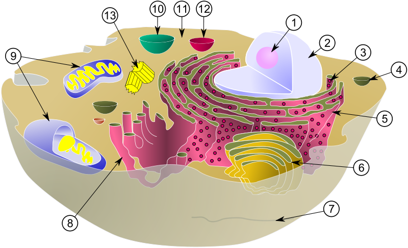 Animal Cell Parts And Functions. animal cell parts diagram.