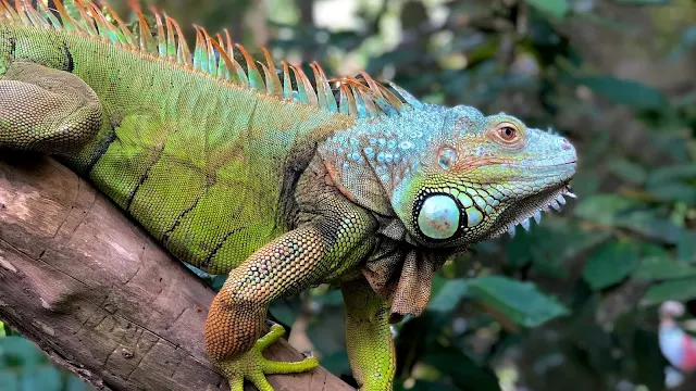 Papel de Parede Animal Iguana