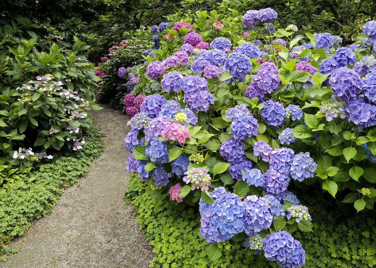 HYDRANGEA  Popular ornamental plants ~ The Fancy Flora