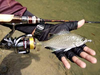 Teknik mancing masheer di sungai Aceh Besar Begini Teknik mancing masheer di sungai Aceh Besar