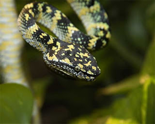 viper wagleri