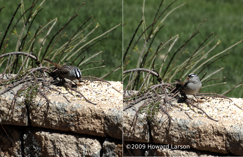 White Crowned Sparrow