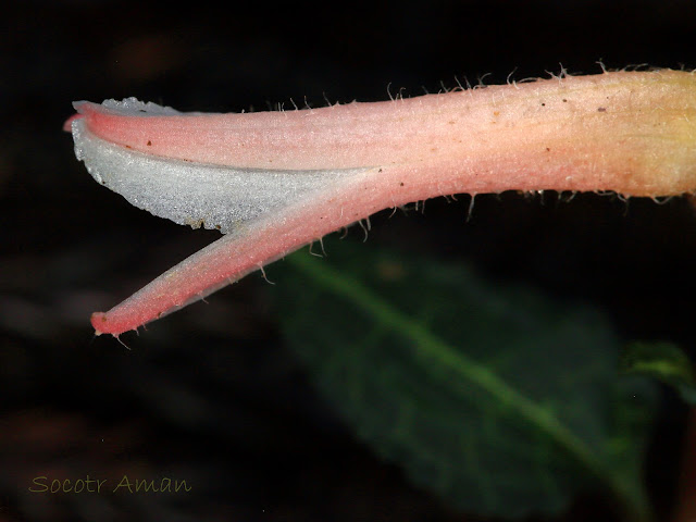 Goodyera biflora