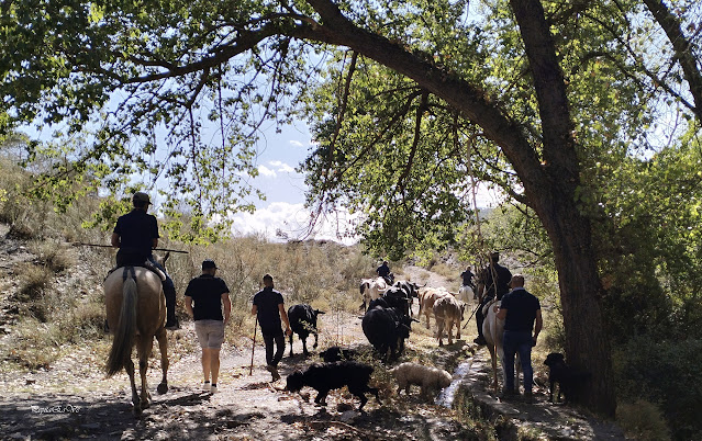 Jerez del Marquesado, Rutanillo Alrutan, encierro, toros, ganaderia, Francisco Porcel