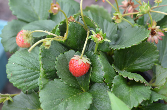 Strawberry plant cilek