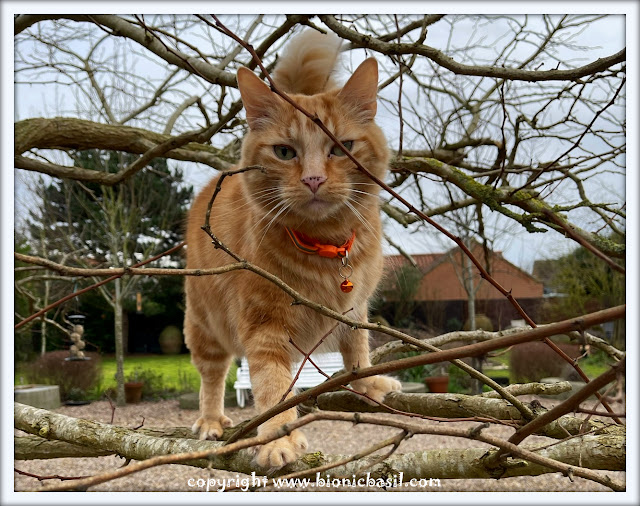 The BBHQ Midweek News Round-Up ©BionicBasil® Fudge is Up The Tree