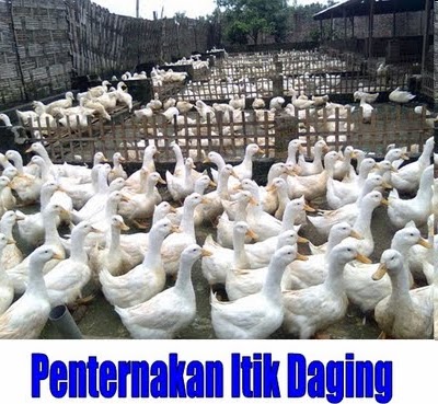 Bukan doktor veterinar: Ternak Ayam & Itik