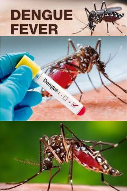 fever in dengue