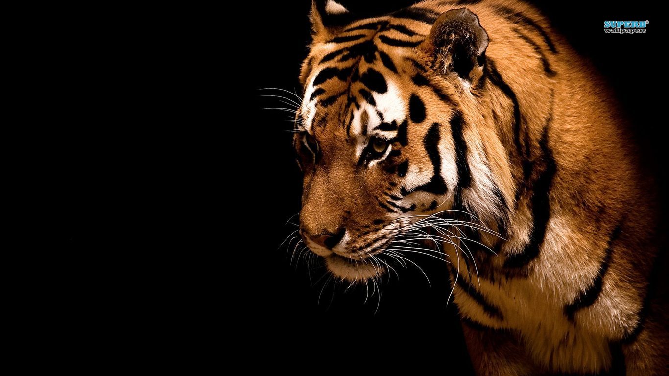 Wallpaper Harimau Gambar dan Wallpaper