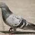 Short essay on 'Pigeon' in Hindi ( कबूतर)