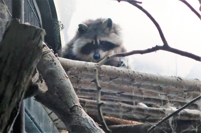 北海道 札幌 円山動物園