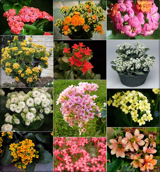Care, Breeding and Tips of  Kalanchoe flowers plant  ...