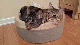 Funny cats - part 87 (40 pics + 10 gifs), two beautiful cats lays in cat's bed