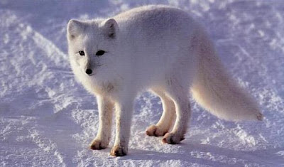 The arctic fox is a small