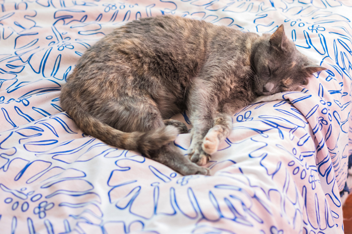 cat asleep on monstera blanket