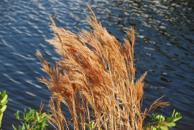 Cape Coral