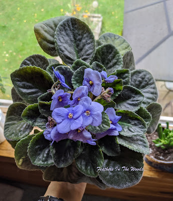 Purple African violet with cat hair sticking to it