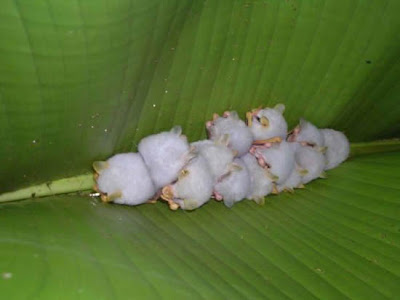 The Adorable Honduran White Bats Seen On www.coolpicturegallery.net