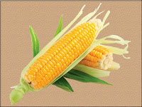 corn - le maïs - Zea mays