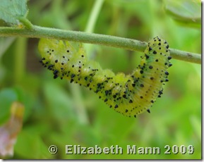 green caterpillar