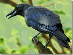 jungle_crow