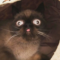Este lindo gato se está apoderando de Internet con su lengua colgante