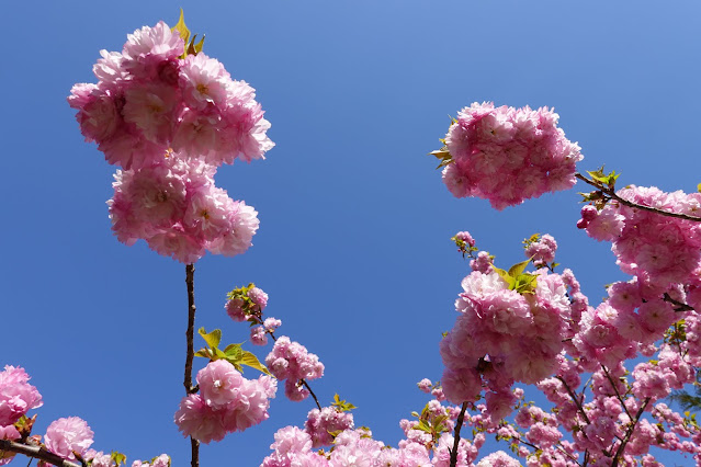 別所川渓流植物園　ヤエザクラ（八重桜）