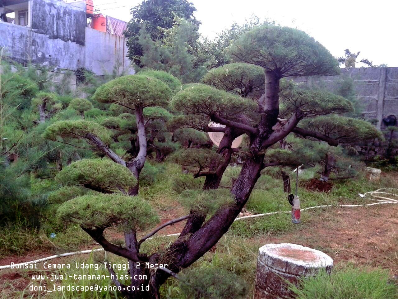 JUAL BONSAI CEMARA UDANG JASA TUKANG TAMAN MINIMALIS TUKANG TAMAN