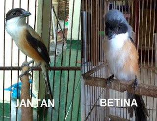 cara membedakan burung cendet jantan dan betina